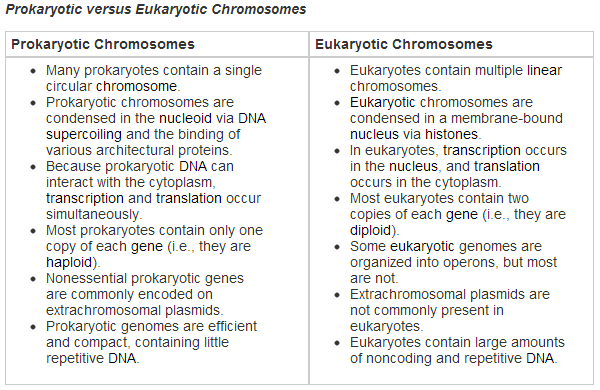 difference from eukaryotic and prokaryotic